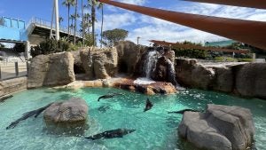 Sea lions swimming and resting in a rocky enclosure with a waterfall at SeaWorld San Diego.